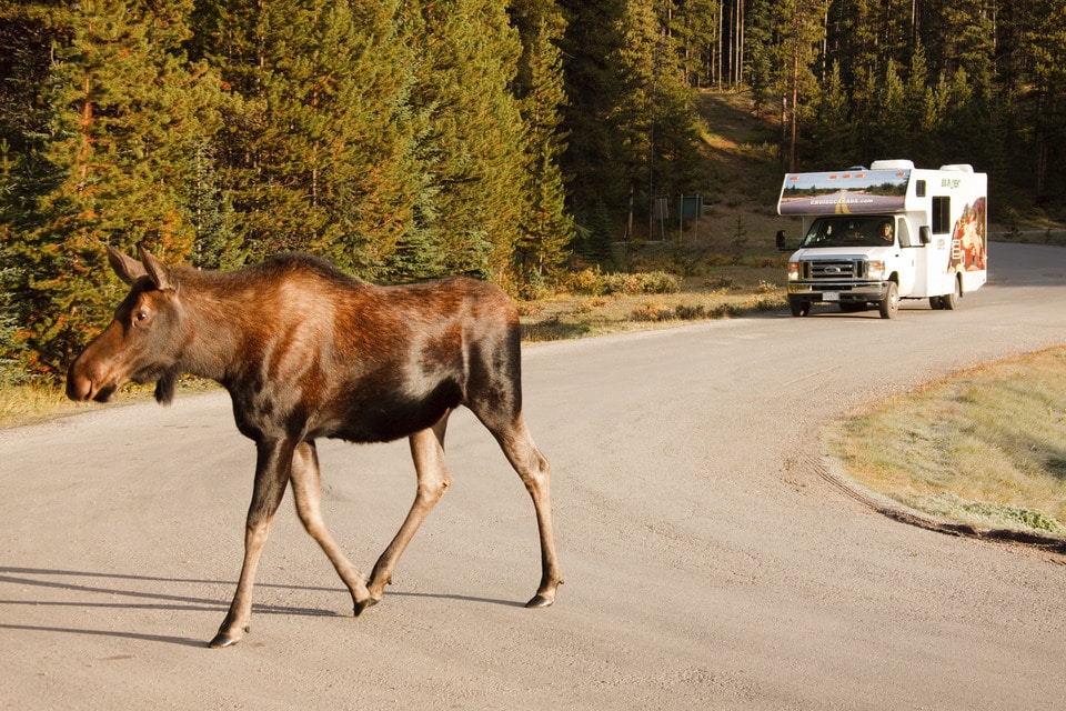 Autocamper Canada med Cruise Canada