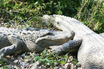 I Everglades er alligatorerne talrige.