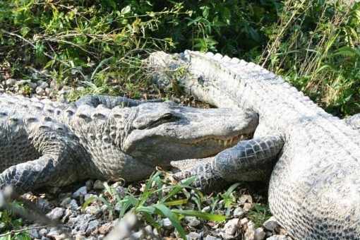 I Evergaldes er alligatorerne talrige.