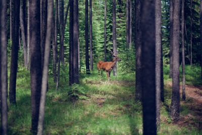 I Montana kan du opleve dybe, vilde skove - og du har det meste for dig selv.