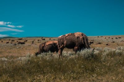 Bison i Yellowstone National Park