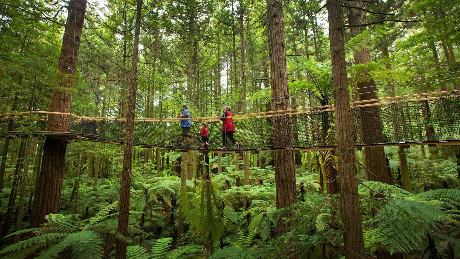 Redwoods Treewalk ved Rotorua er en af mange spændende naturoplevelser på Nordøen.