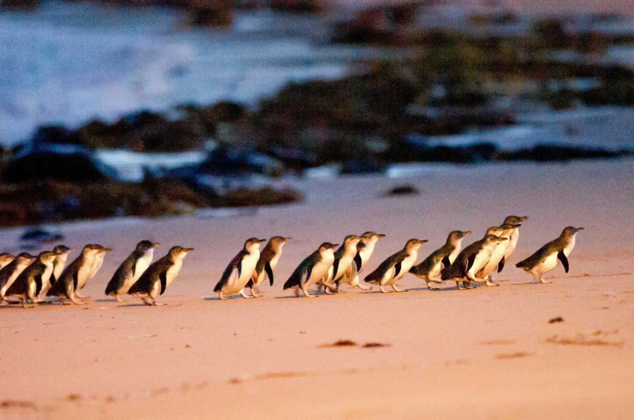 Pingvin Parade ved Phillip Island