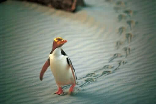 Yellow Eyed Penguin ved Dunedin, Sydøen, New Zealand