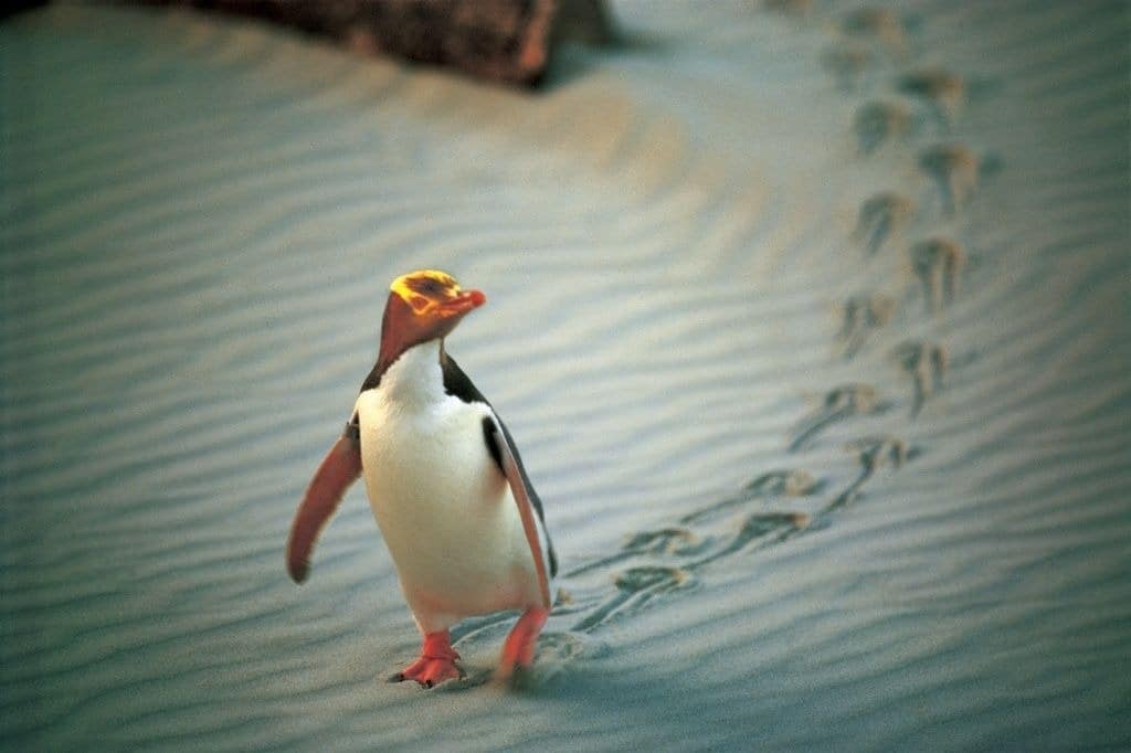 Yellow Eyed Penguin ved Dunedin, Sydøen, New Zealand