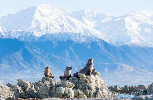 Kaikoura, Sydøen, New Zealand