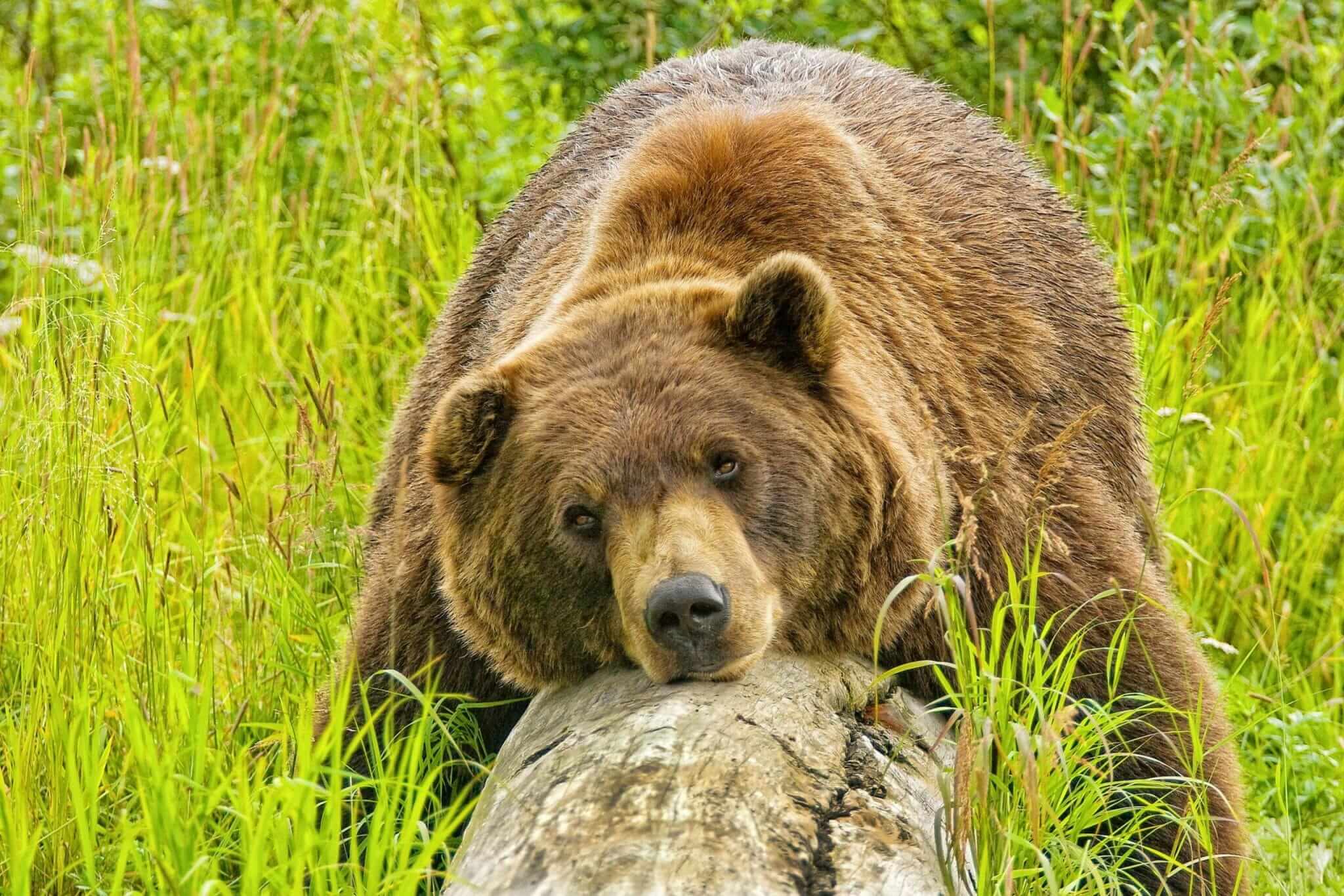 Grizzly i Alaska