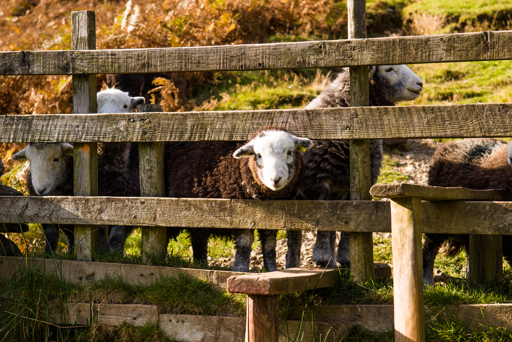 England shutterstock_118756729