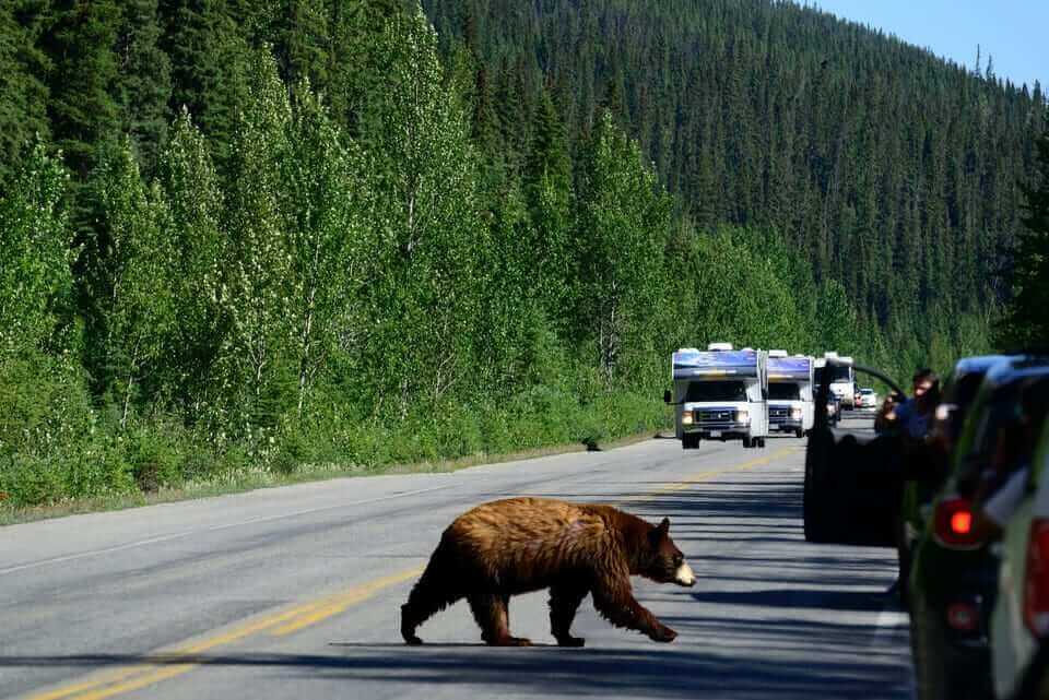 Autocamper Canada bjørn