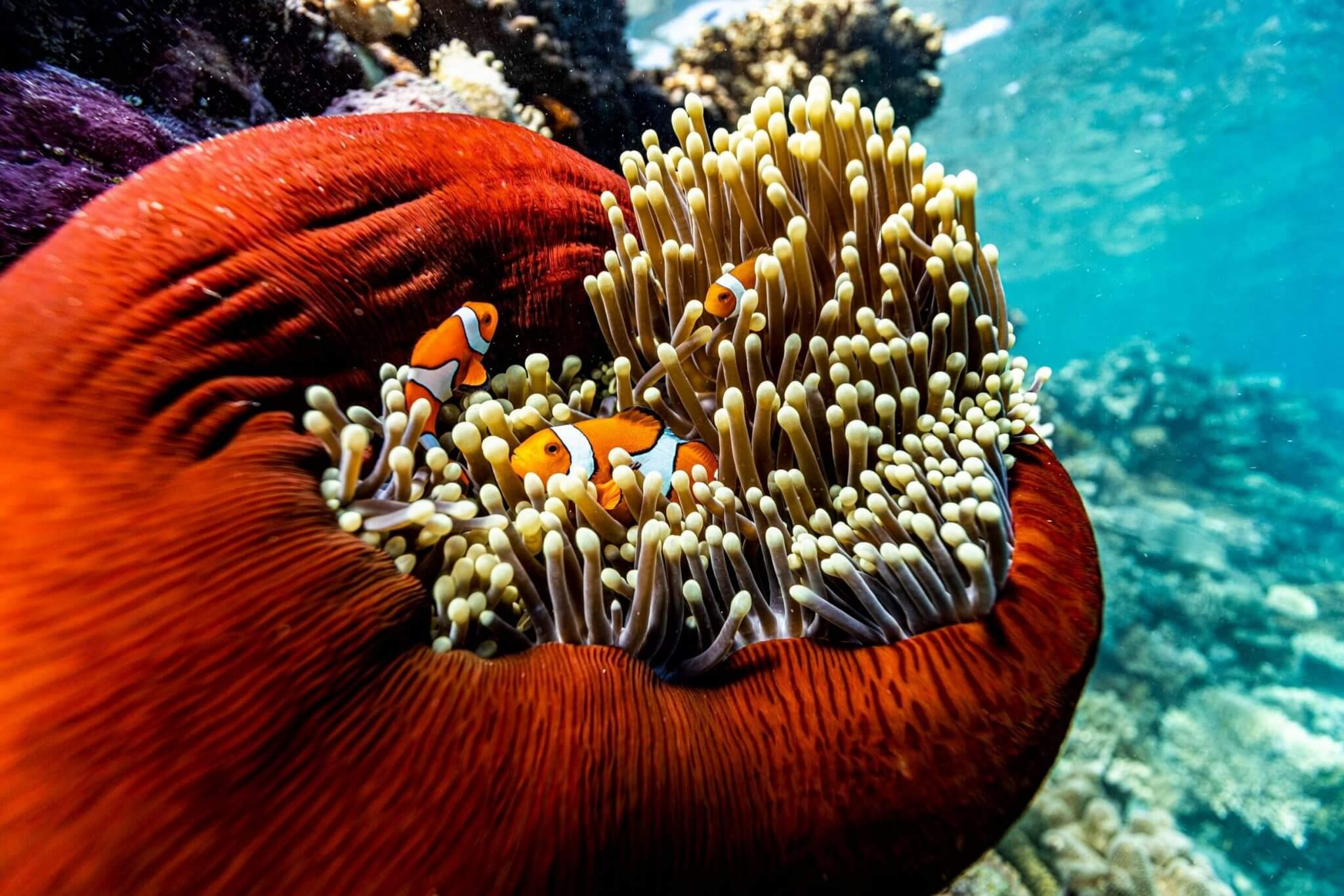 Snyd ikke jer selv for en tur ud på Great Barrier Reef