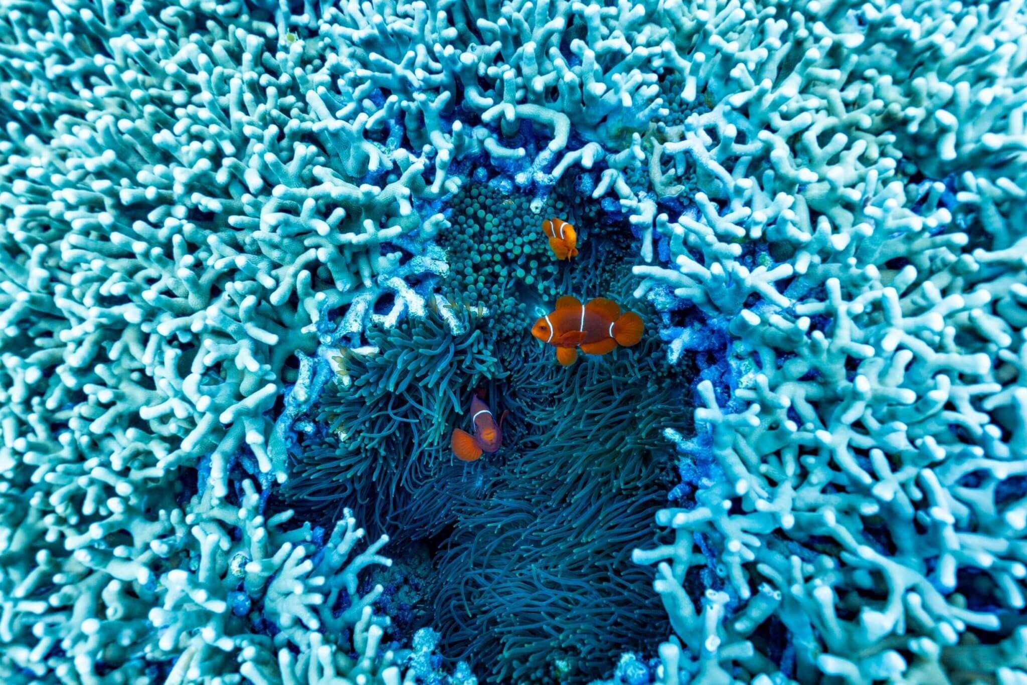Klovnefisk på Great Barrier Reef, Australia. Foto: Tourism Australia