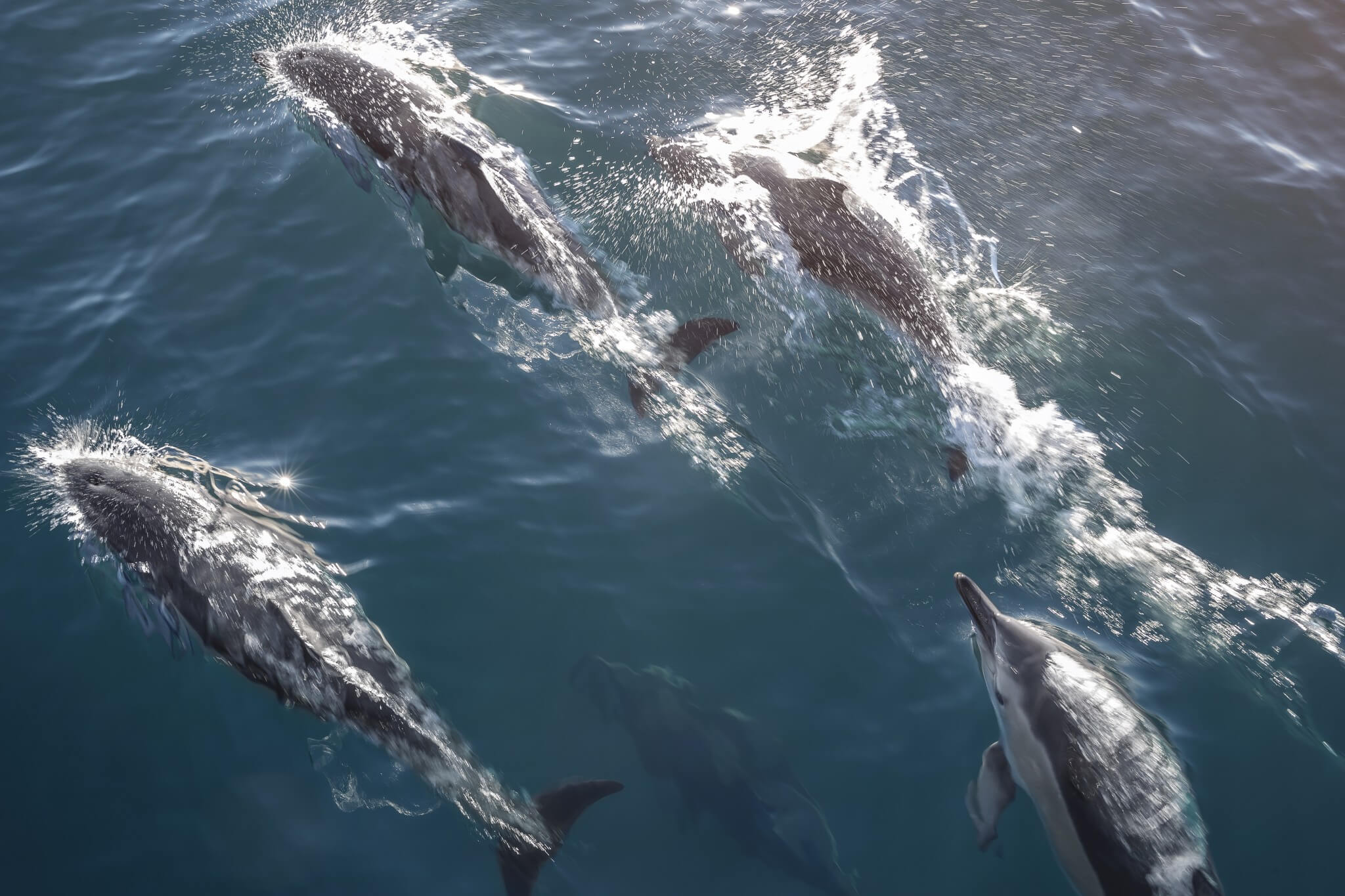 Delfiner ved Kaikoura. Foto: Miles Holden