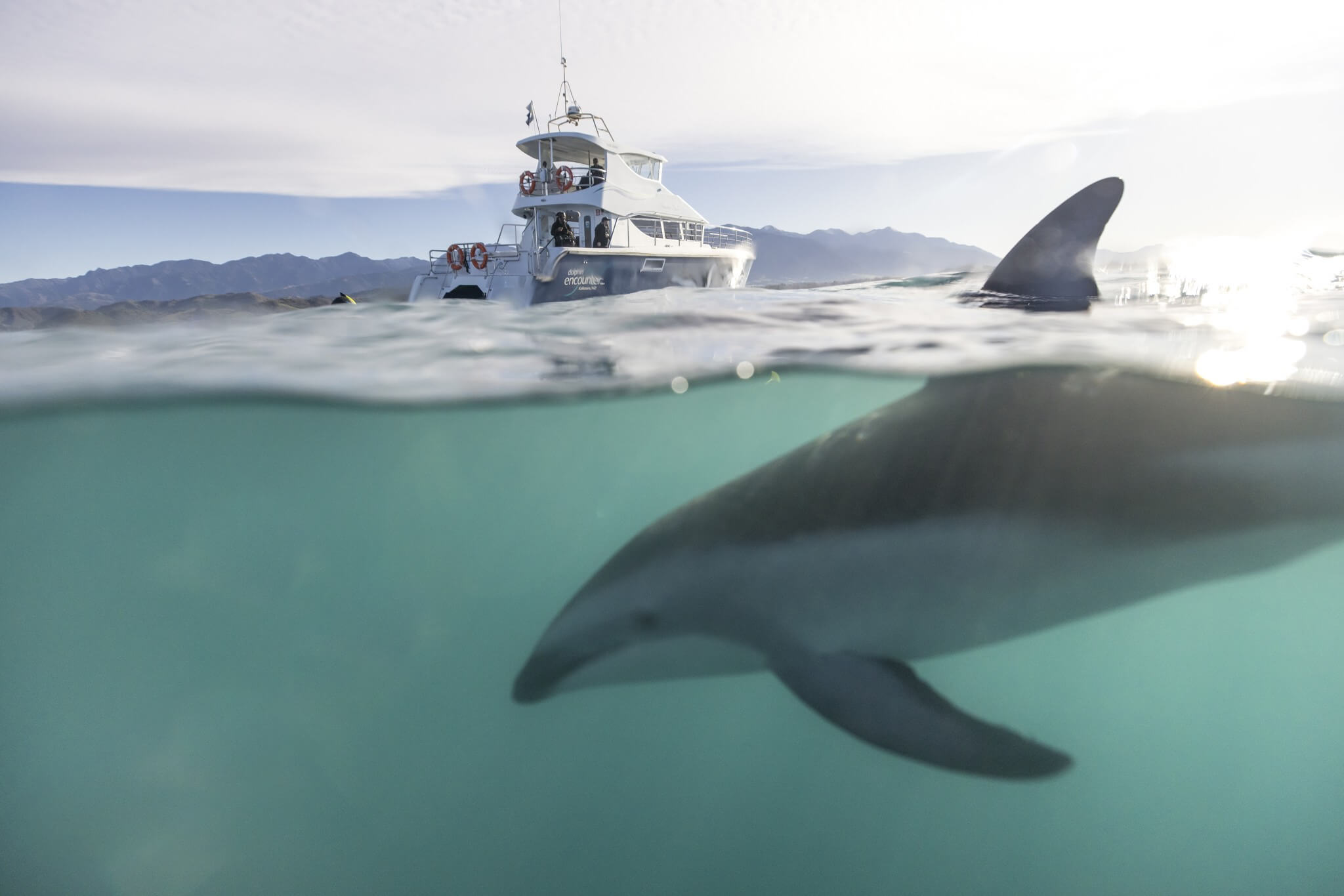 Delfiner ved Kaikoura. Foto: Miles Holden