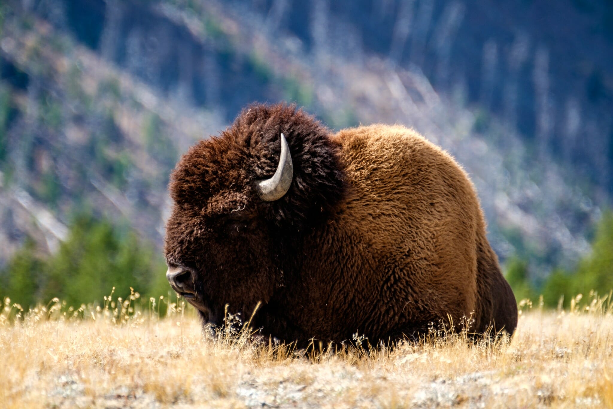 Det er gode chancer for at se bison i Montana