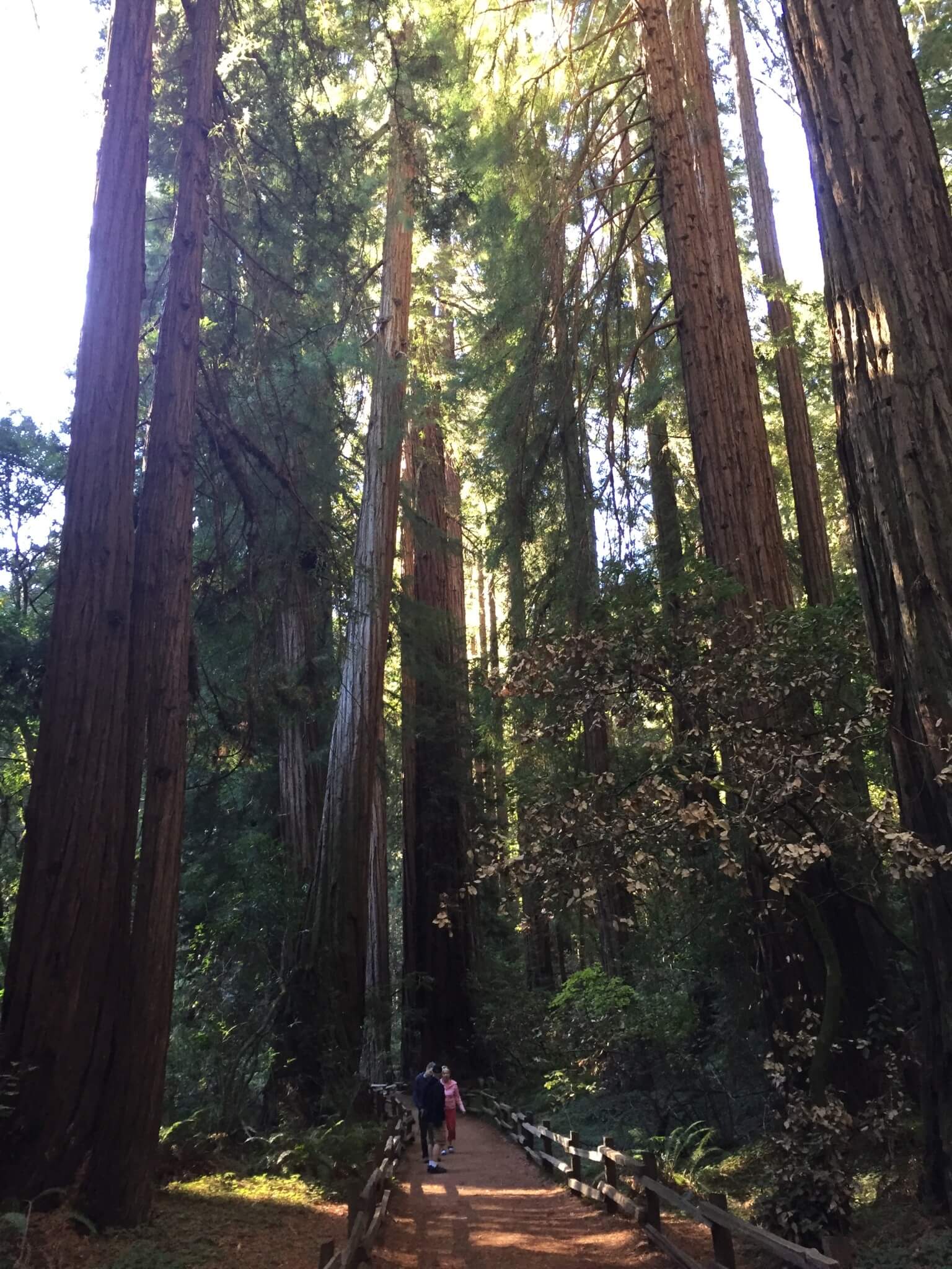 I Muir Woods kan man opleve de atlantiske redwoods, som er tynde og høje. Meget høje.