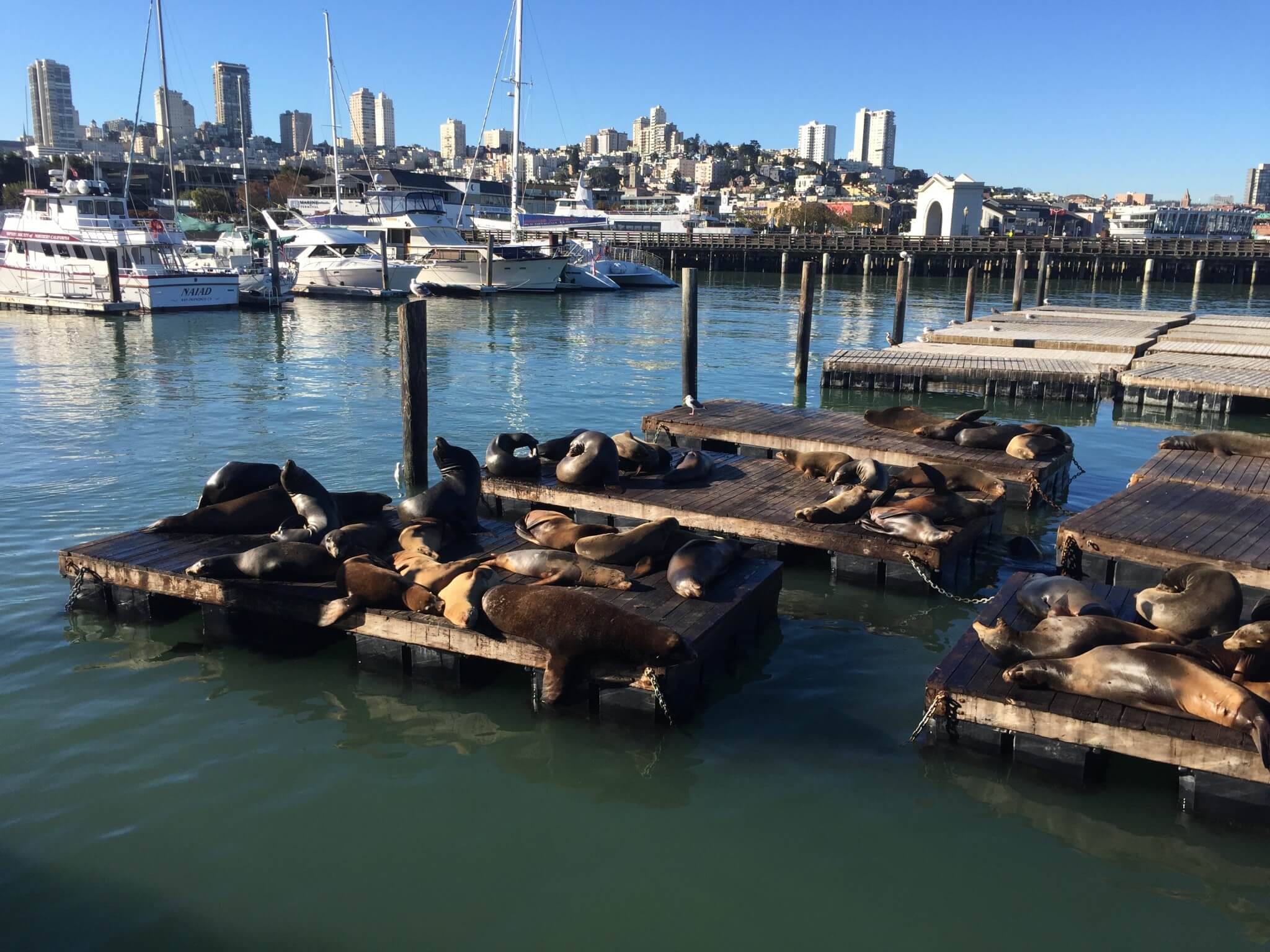 Søløverne nyder solen i San Franciscos indre havn. Og vi nyder dem.
