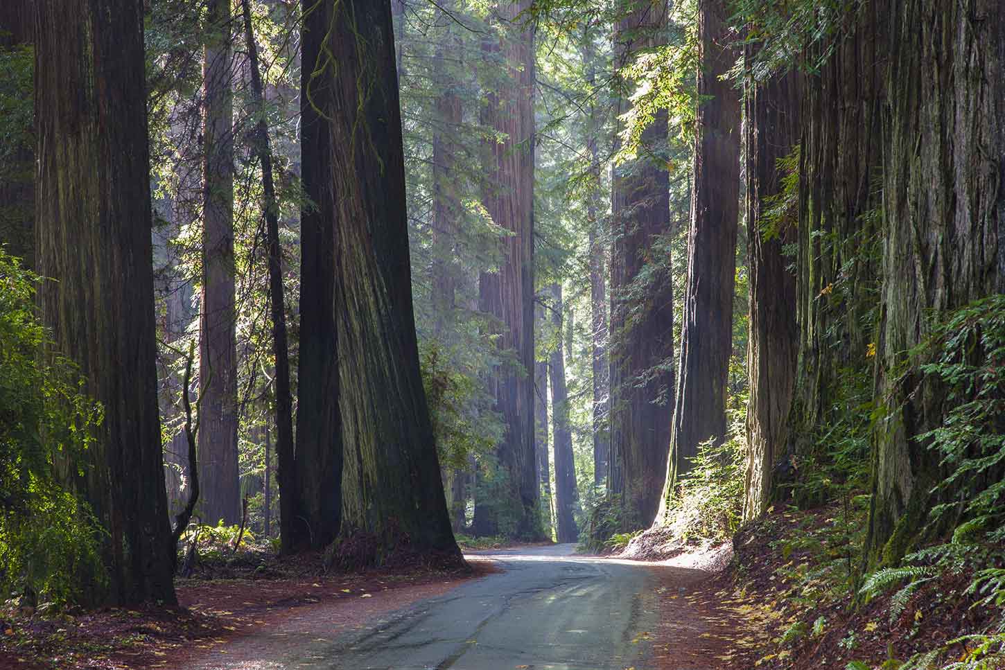 Humboldt Redwoods State Park rummer de største redwoods, der er tilbage – i verden.