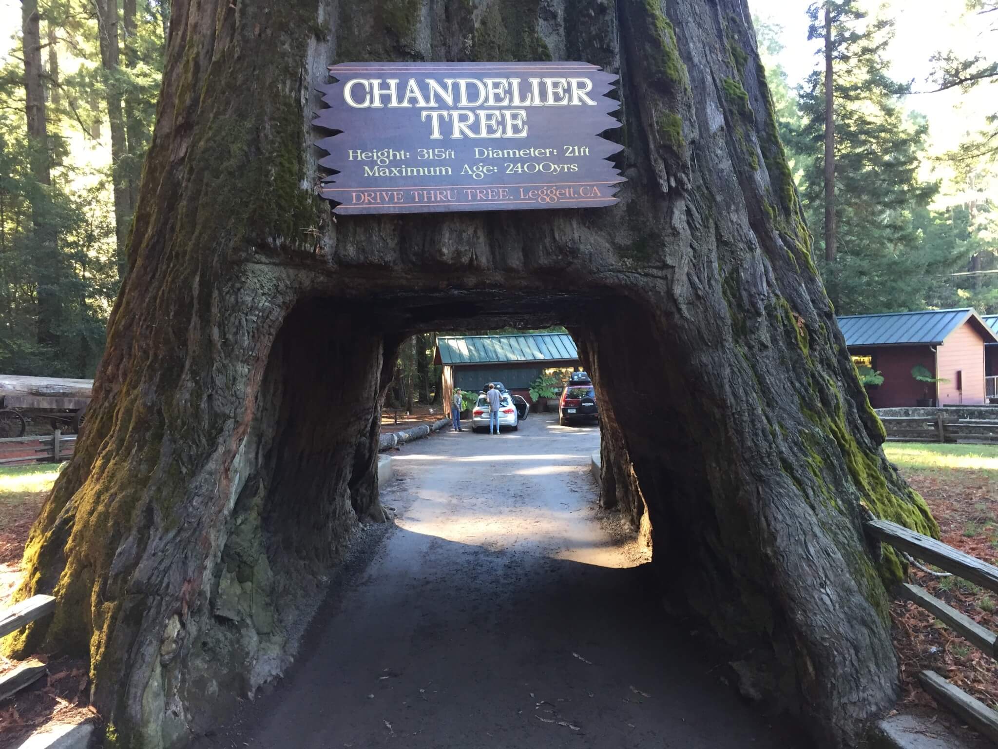 Chandelier Tree er 315 fod højt og ca. 2400 år gammelt. Man kan køre gennem træet – dog ikke i en autocamper. Træet har rødder ved Leggett i den sydlige ende af Avenue of the Giants.