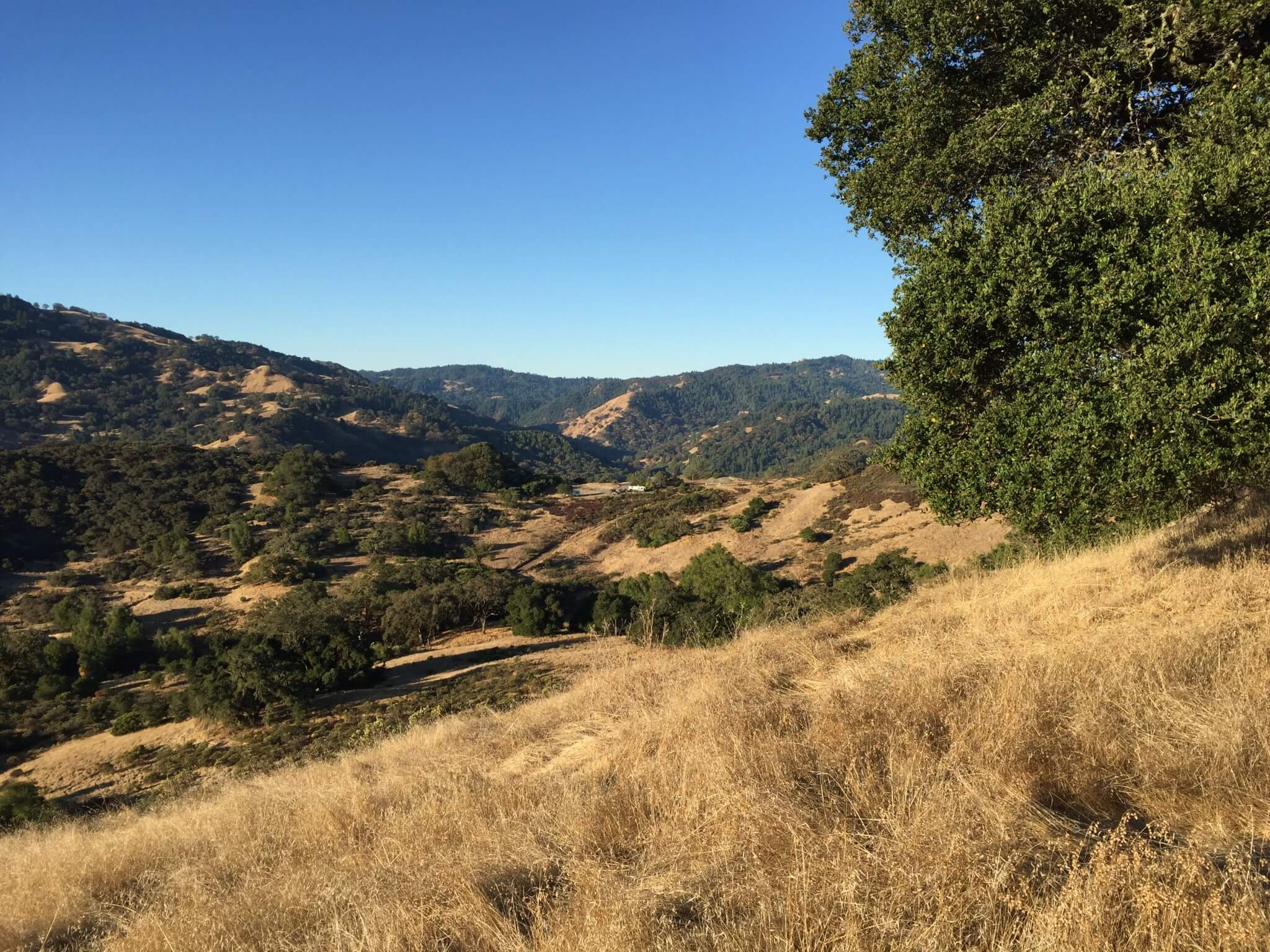 Morgenstund i Sonoma har guld i mund. Solskin og gyldne farver giver en glad start på dagen.