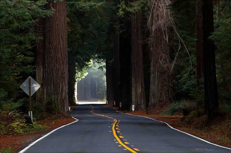 Langs Avenue of the Giants er der træer alle vegne, men det er ingenting i forhold til tidligere, da hele det nordlige Californien var én stor sammenhængende skov.