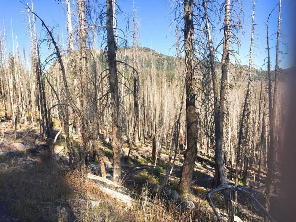 Også i nationalparkerne kan der opstå brand. Langt de fleste er dog planlagte og kontrollerede og finder sted for at give skove nyt liv.