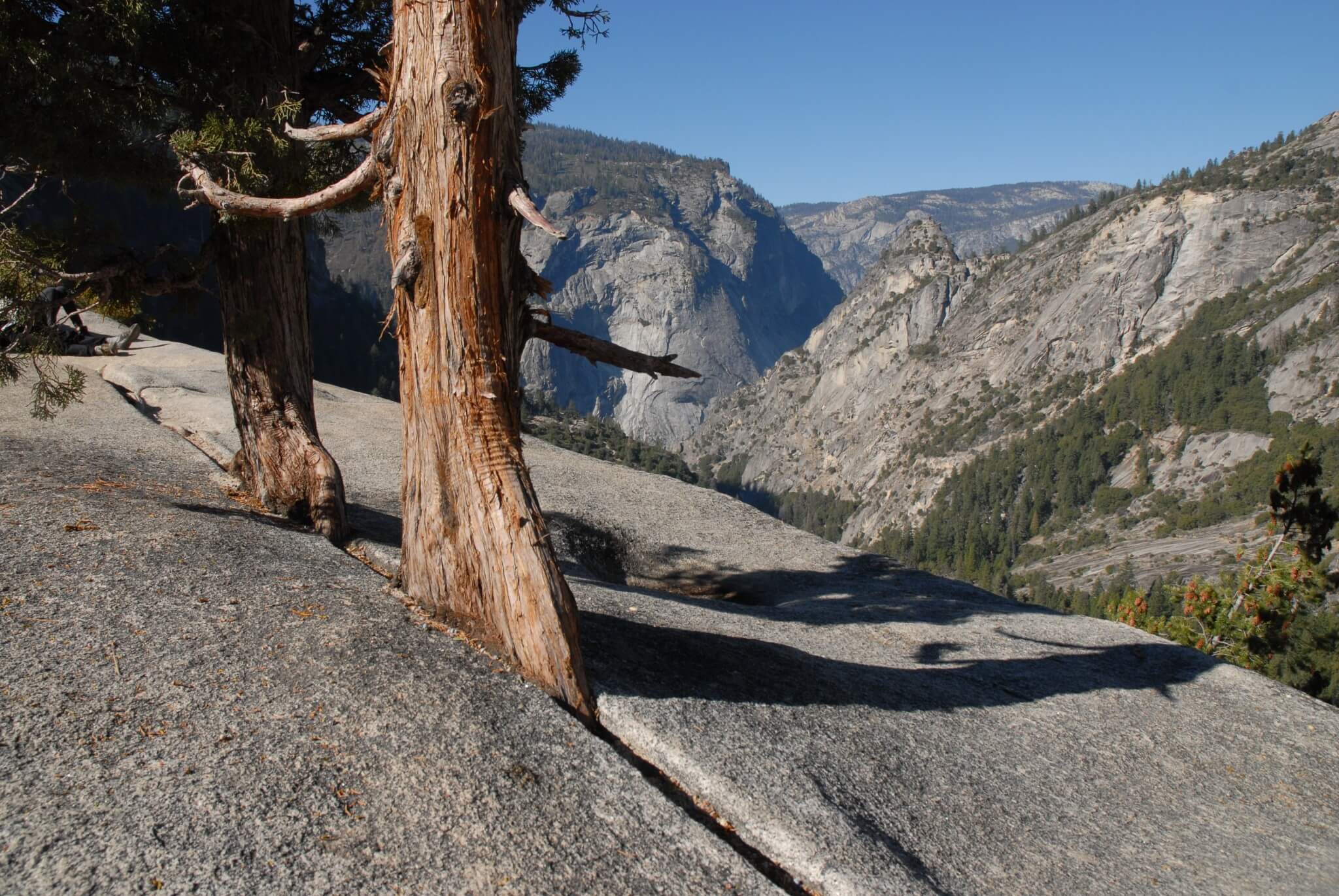 Et par træer har slået rødder i en skrække i granitten på toppen af Nevada Falls. Belønningen er den smukke udsigt.