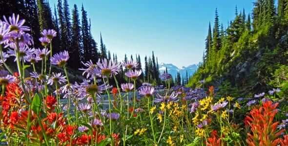 Meadows in the Sky Parkway ved Revelstoke
